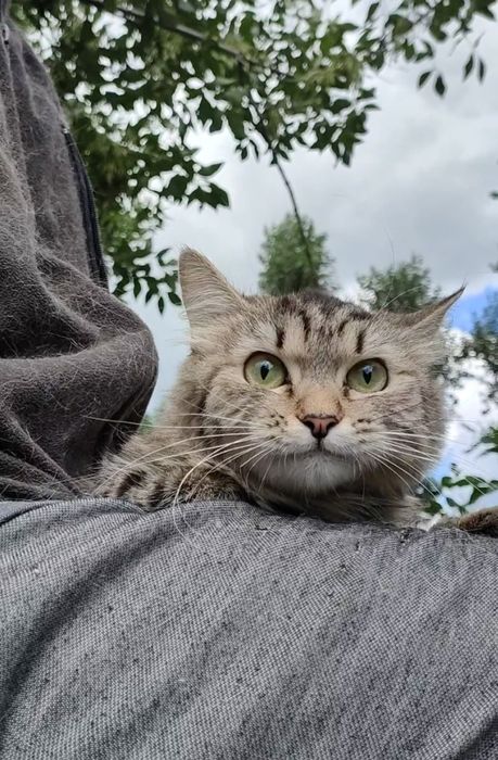 Кошка, пушистая, стерилизованая