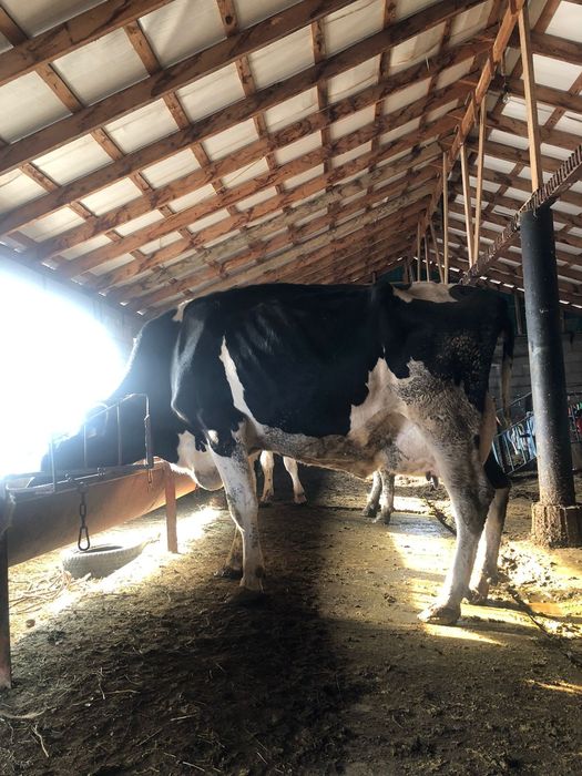 Голштейн сиыр сатылады