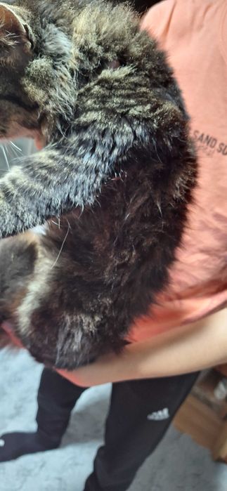 Vand mascul Maine Coon