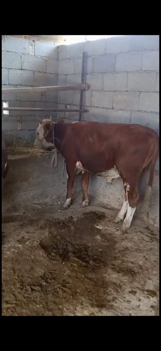Продам бычков 1.5года алматы