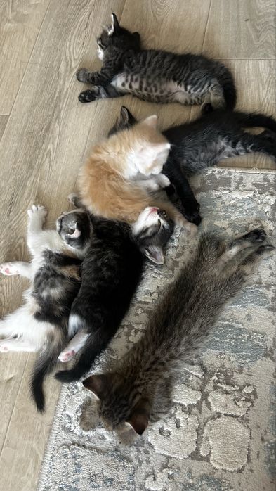 Отдам котят в добрырые руки