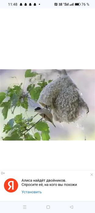 Гнездо ремеза лечебн