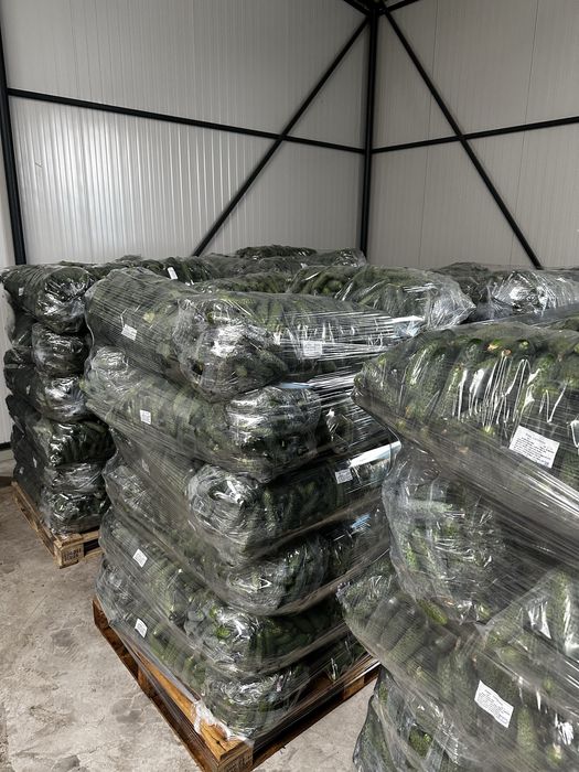 Castraveți/ ogorki/ огірки