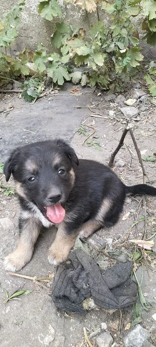 Щенки срочно, ищут дом, есть мальчики и девочки!!! Щенкам  ровно месяц