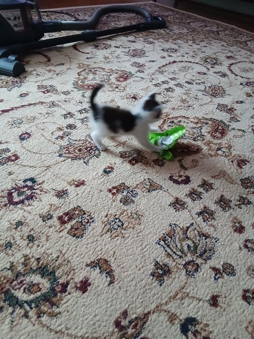 Домашние животные