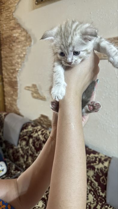 Котята красивые продаются