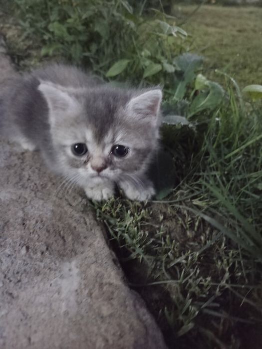 шотландский прямоухий сотилади тоза пародали 4 хафталик соглом
