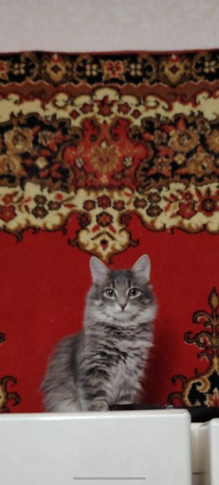 Отдам в добрые, ответственные руки