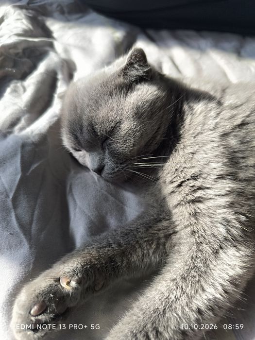 Котята вислоухие