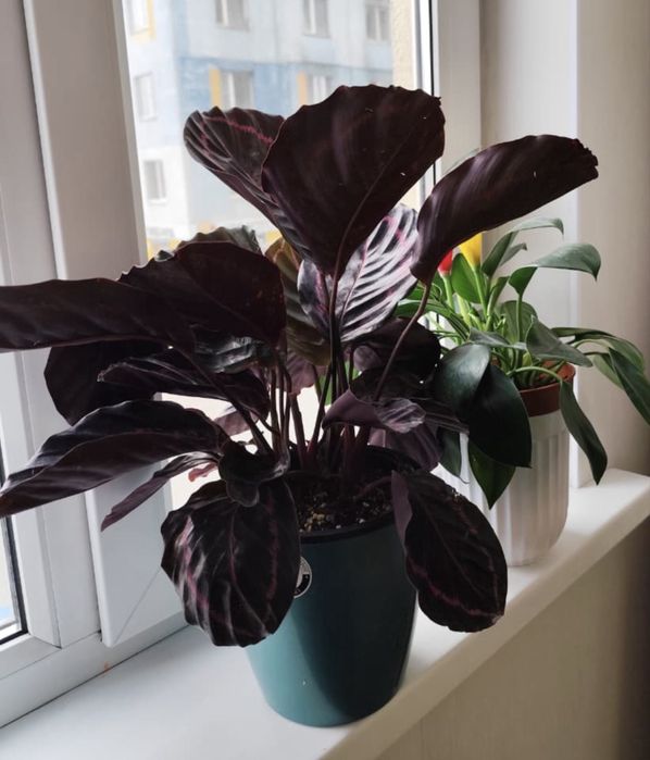 Продам комнатные растения, цветы