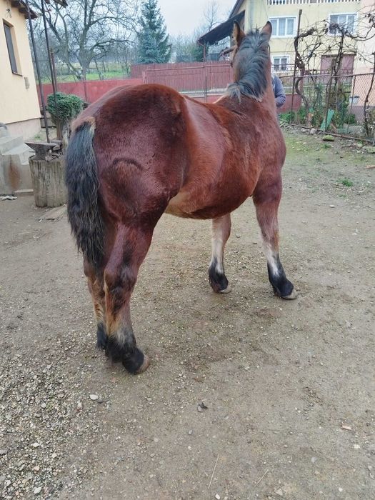 manz de vanzare de 7 luni