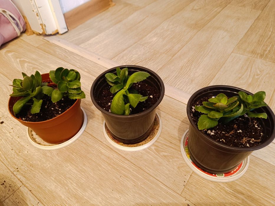 Продаю каланхоэ и детки хлорофитума