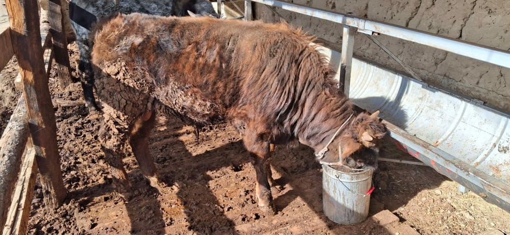 Бұқа бордақы сатылады