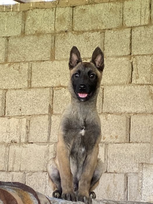 4 айлық күшіктер 1 еркек 1 ұрғашы