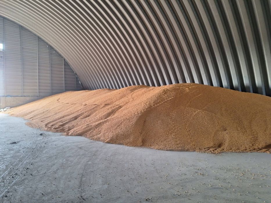 Porumb de vânzare!!