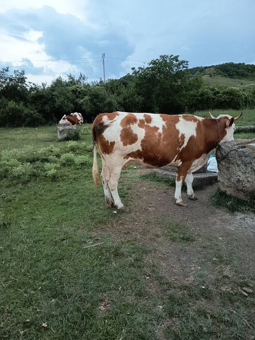 De vânzare vaca la a 2 fatare