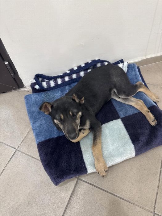 Щенок девочка ищет дом