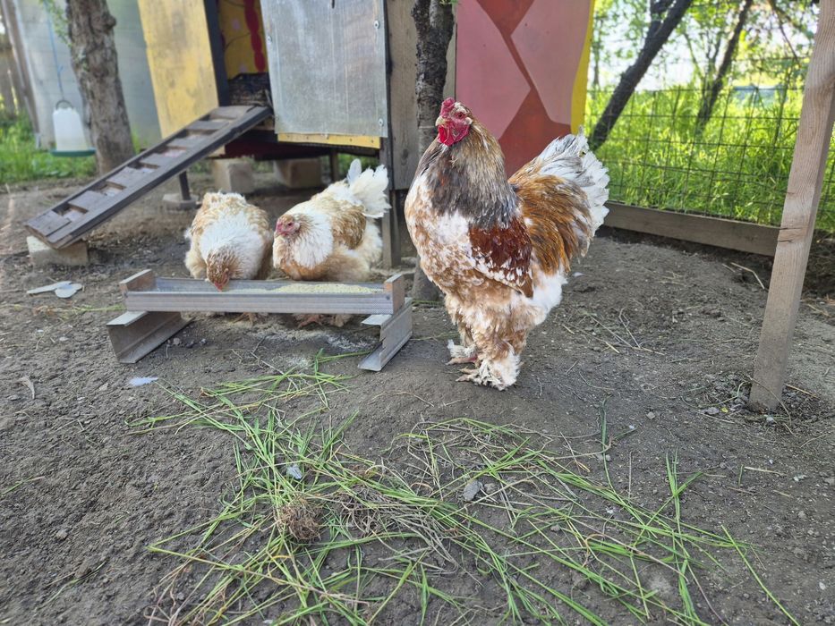 Gaini/familie  Brahma Portelan