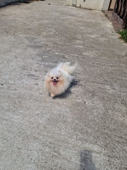 Fetita pomeranian