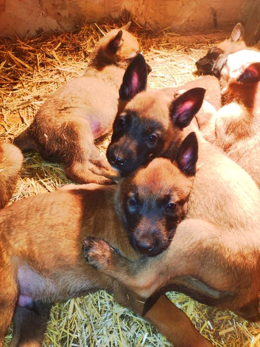 Бельгийская овчарка малинуа