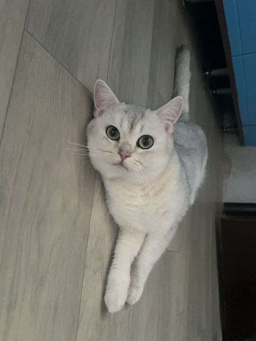 Британский кот на вязку