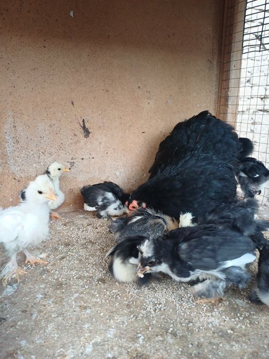 Япон чойнак товук