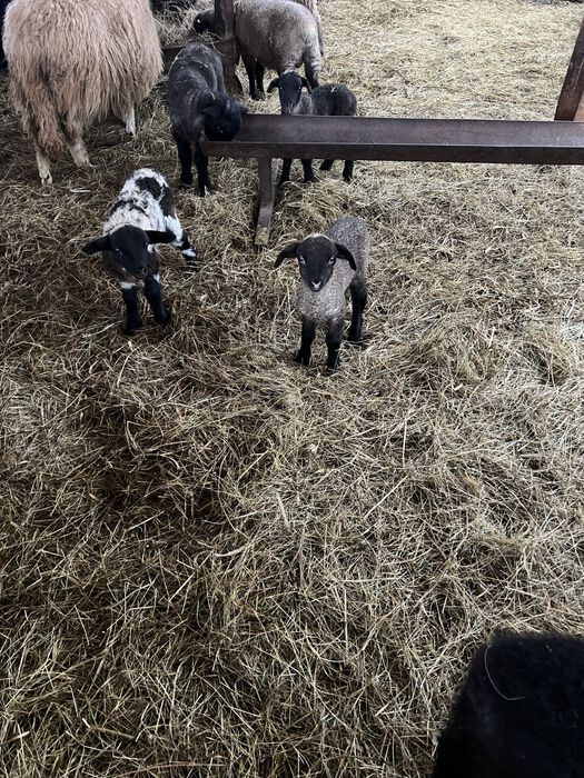 Miei de carne din gemeni