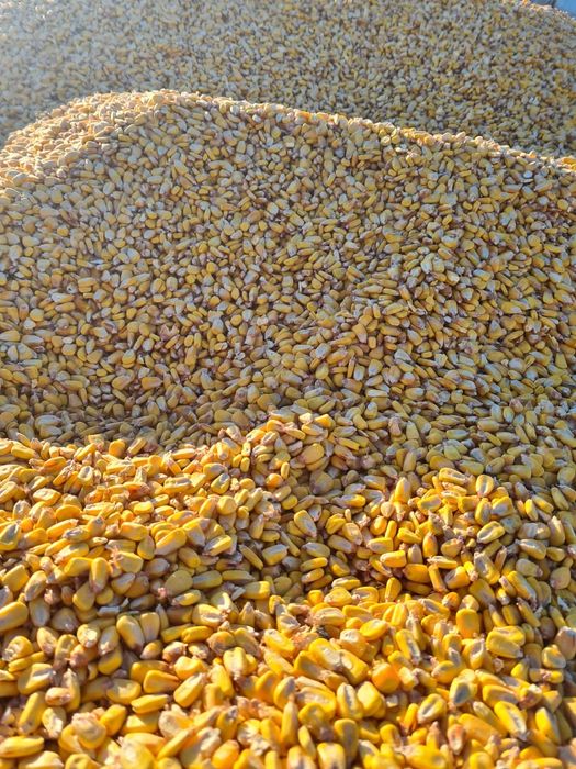 Porumb boabe de vânzare 1 leu kg