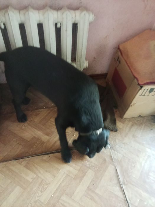 Отдам в хорошие руки