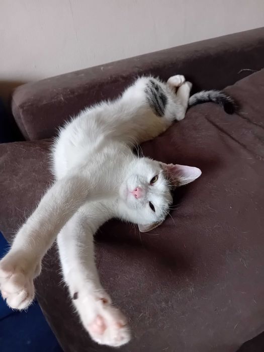 Мъжко коте търси дом