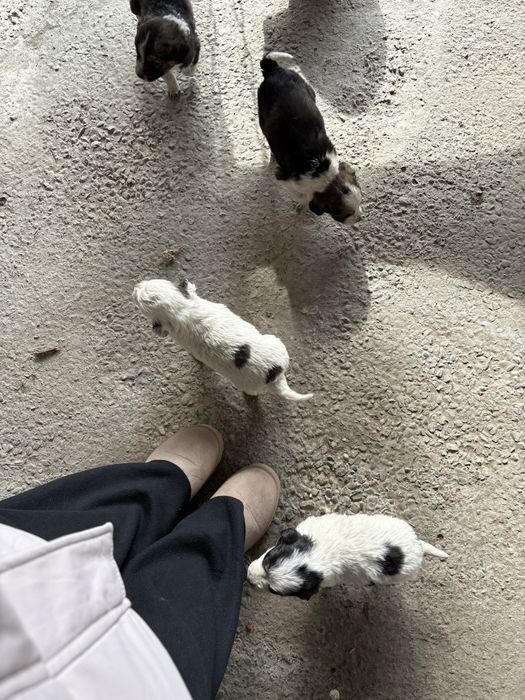 Отдам даром щенят в добрые руки