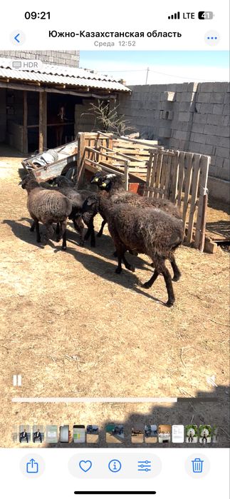 Семіз Қой, Тоқты қошқар