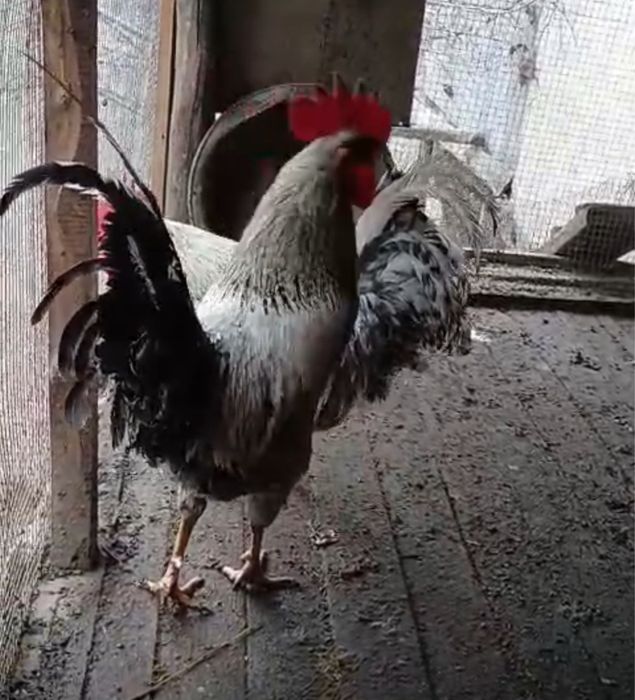 Петухи разных пород