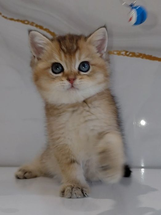 Золотая шиншилла