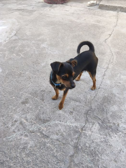 Продам собачку Тойчик