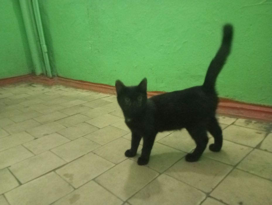 Срочно котенок девочка ищет дом!