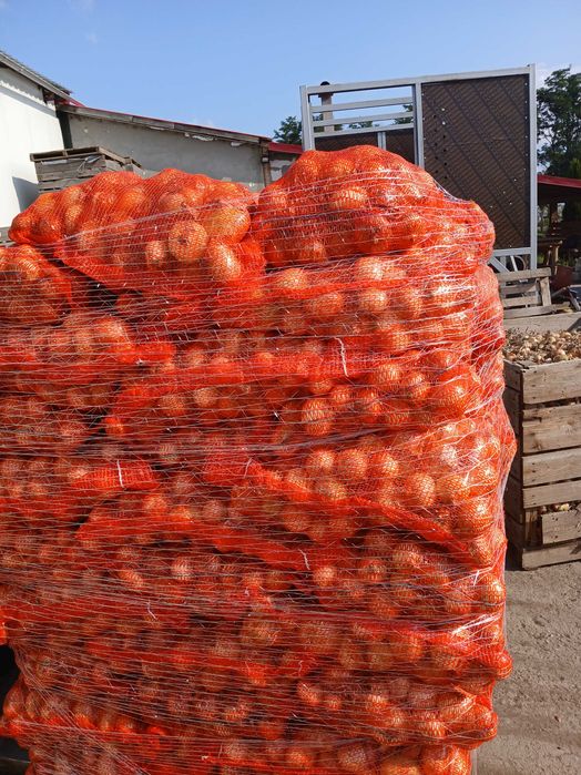 Ceapa rotunda calitate premium