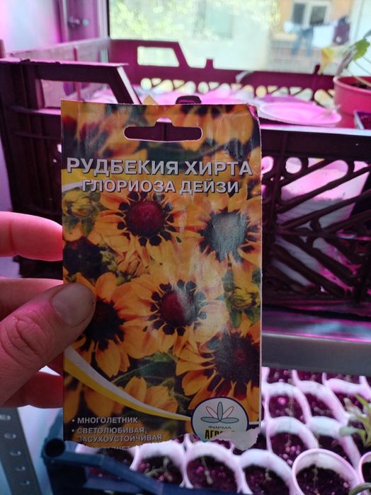 Продам рассаду 400 один стакан