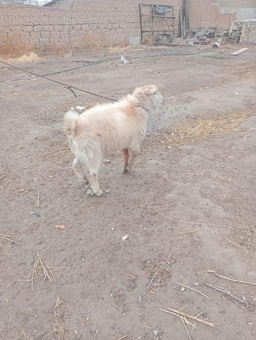 Серке бар сатылады