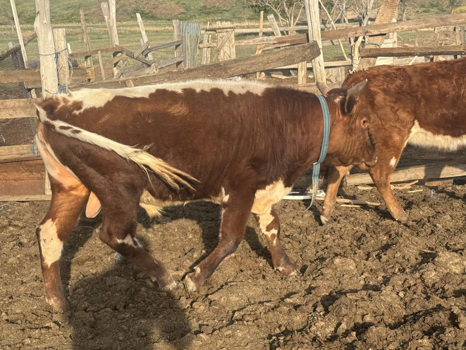 Продам скот крс 17 голов