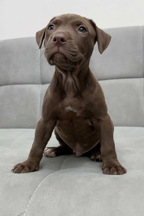 Продаются щенки американского питбуля RED NOSE/pitbuli kuchuklari