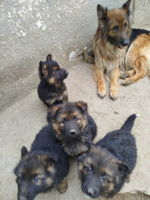 Щенки немецкой овчарки