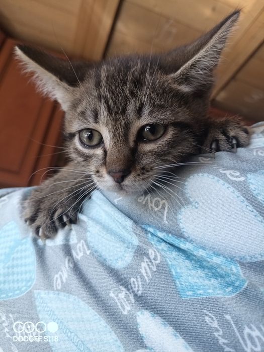 Отдадим бесплатно