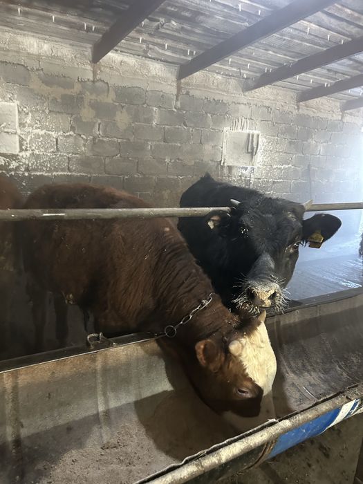 Продается бычки годовалые