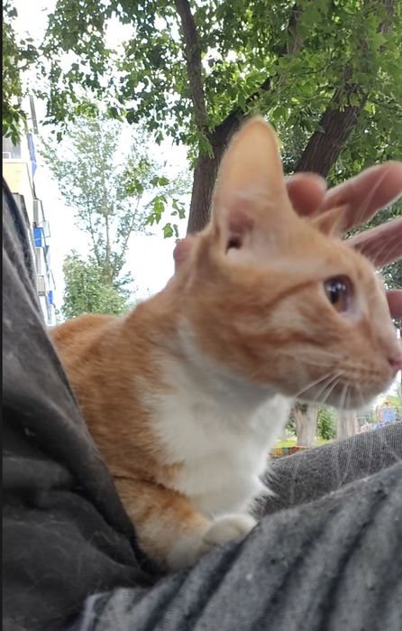 Кот, молодой, кастрирован