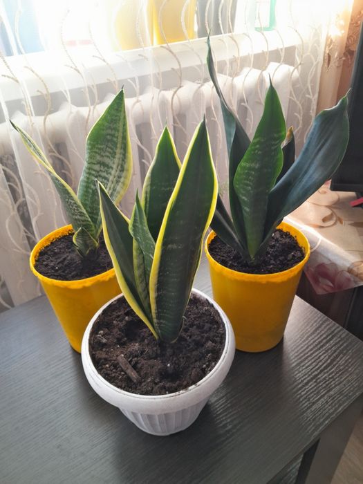 Продам комнатные цветы