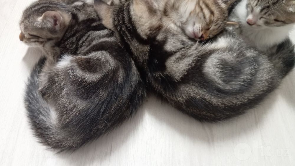 Котёнок-девочка/табби/2 месяца/.