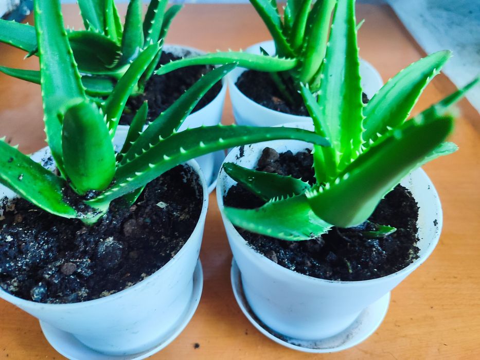 Продам  лечебный Алоэ.