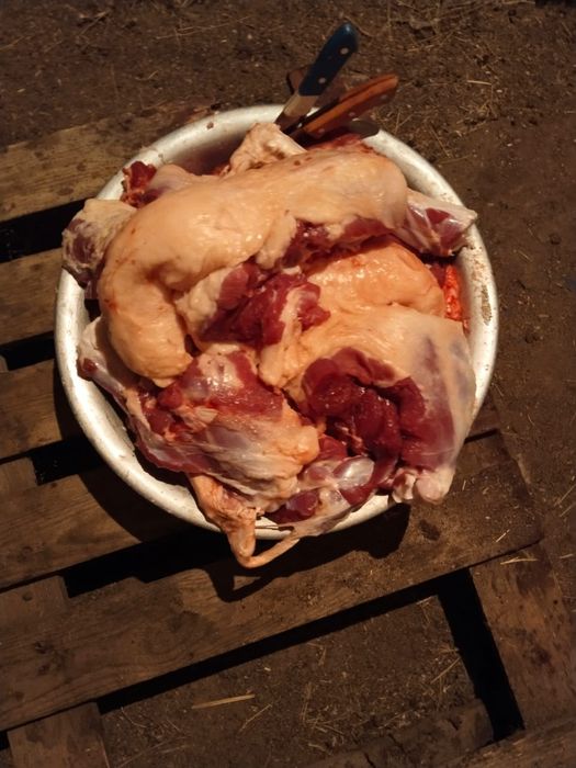 Мясо конина продам