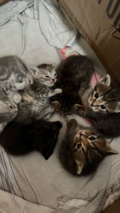 Отдам котят в добрые руки